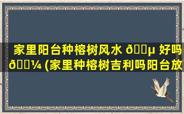 家里阳台种榕树风水 🐵 好吗 🌼 (家里种榕树吉利吗阳台放可以吗)